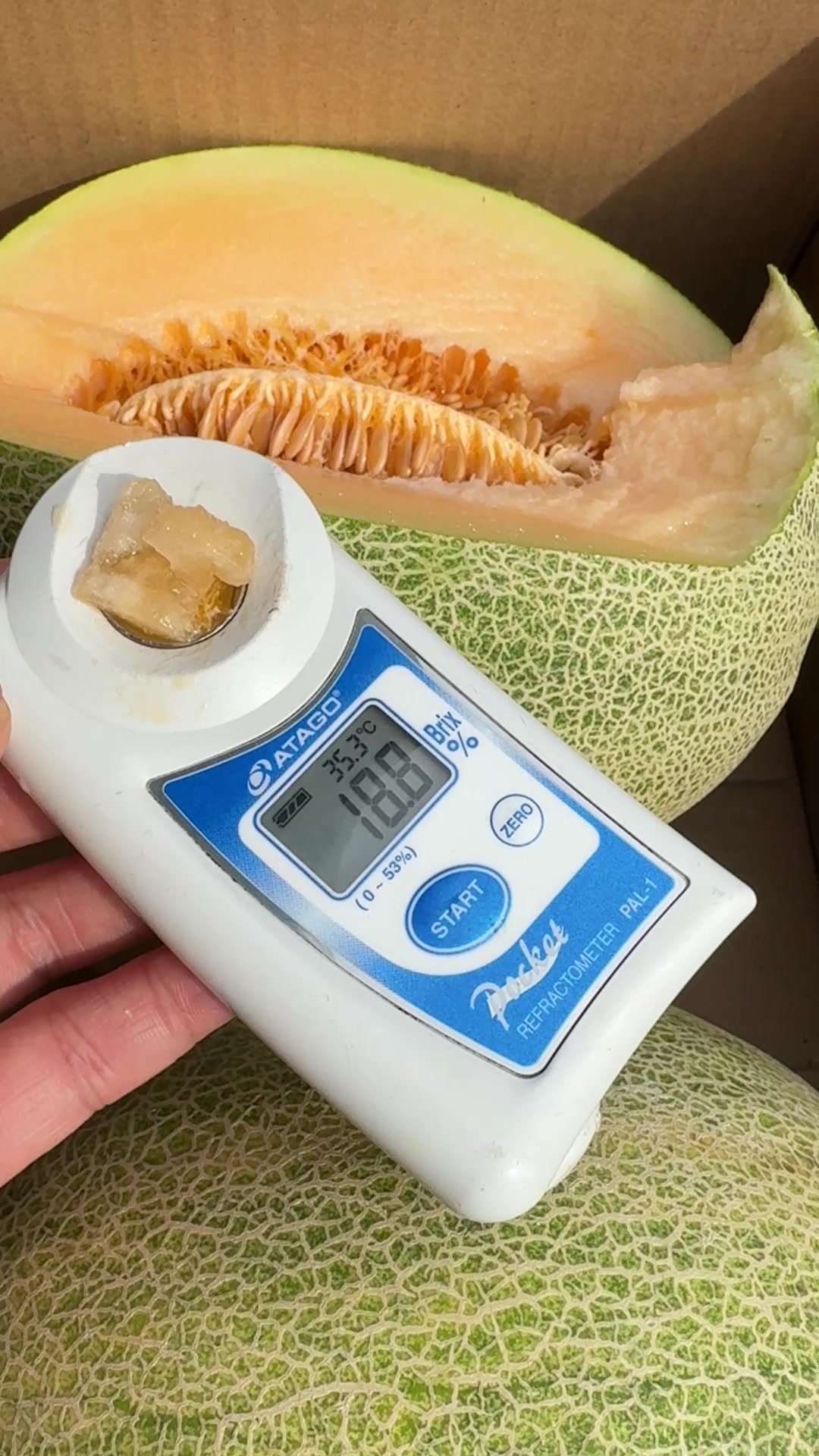 新疆晓蜜哈密瓜